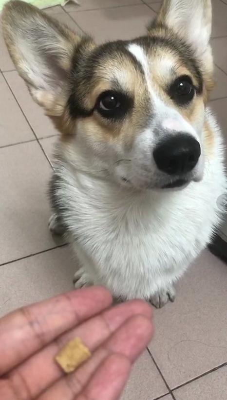 一小区多条狗被毒死怎么办,狗狗误食敌敌畏中毒有什么解法