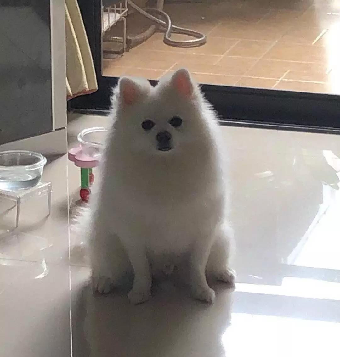 铲屎的都是因为啥和狗吵架，原谅我笑出了声