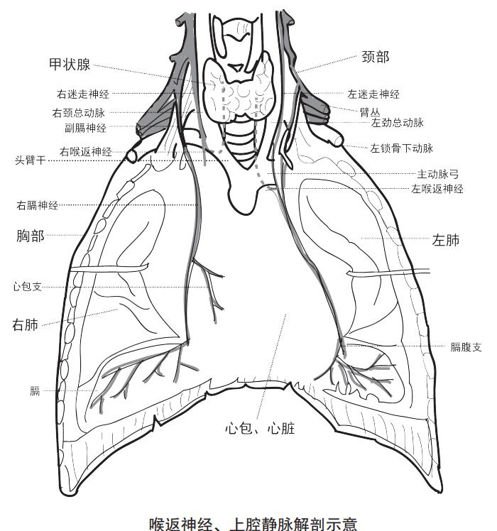 1.2公分的肺癌肿瘤是中期还是晚期,晚期肺癌肿瘤进展时间