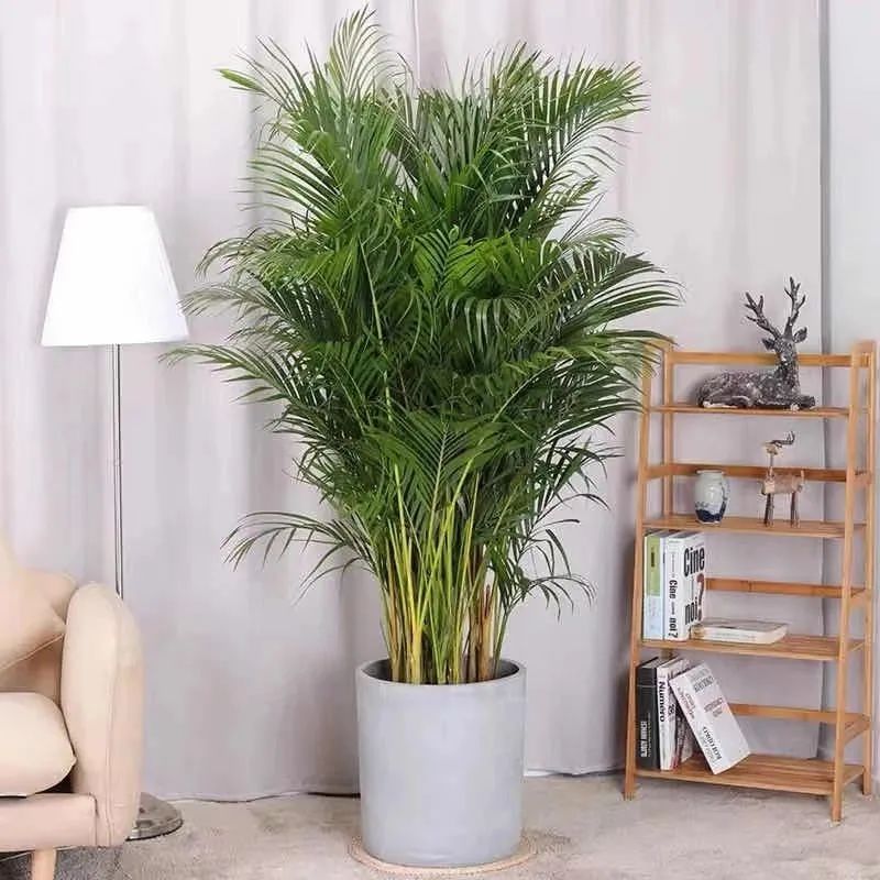 养散尾葵的正确方法,冬季室内养殖散尾葵如何养