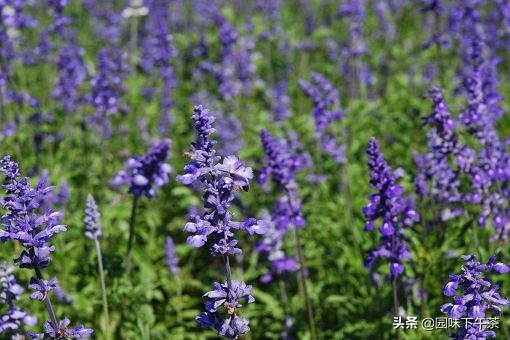 奇亚籽跟亚麻籽哪个更适合减肥吃,奇亚籽真的能减肥吗怎么吃