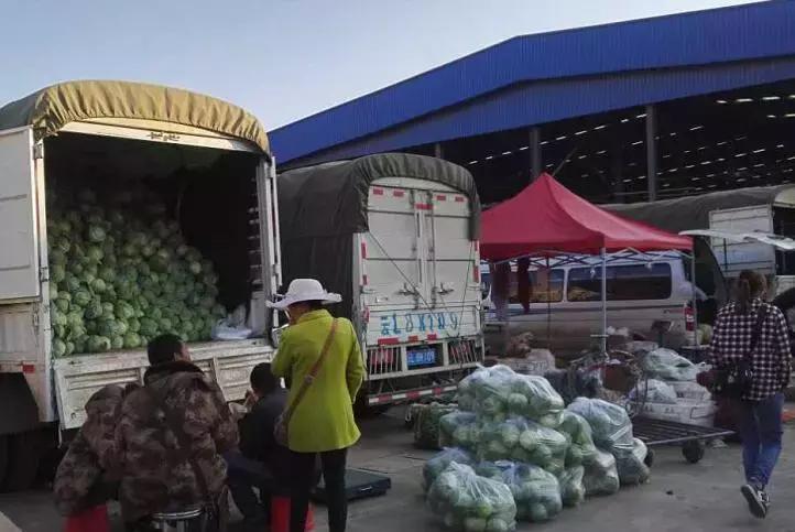 蔬菜价格常见涨一天跌三天的状况,皆因蔬菜太多人心太急所致