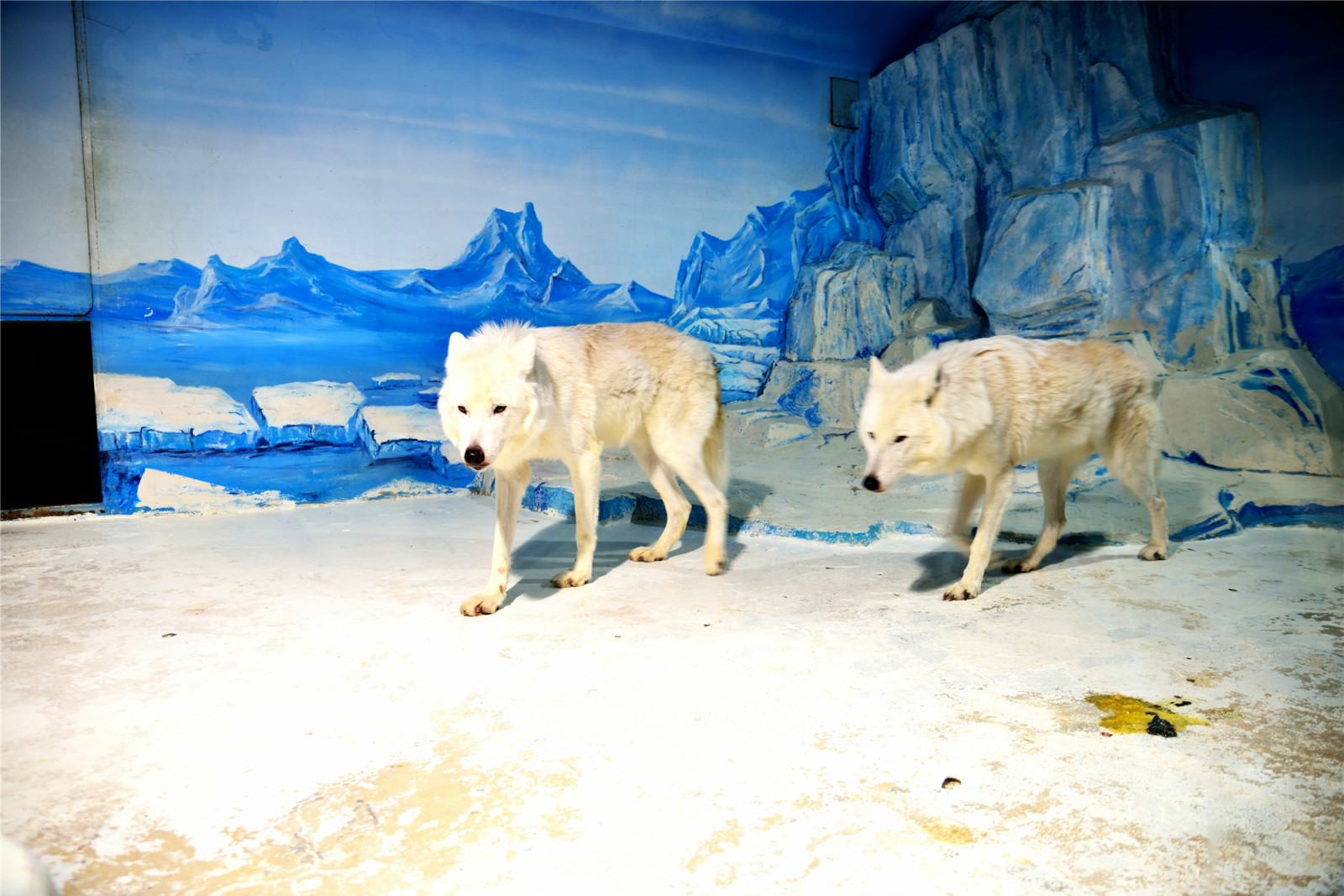 哈尔滨冰灯游玩攻略,哈尔滨冰灯梦幻之行