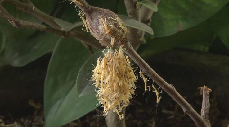 昆虫界美丽又残酷的天生杀手,昆虫界最厉害的杀手是什么