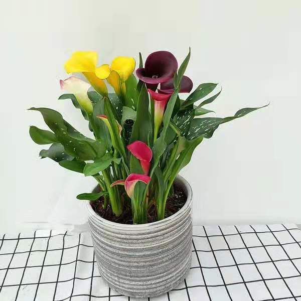 马蹄莲怎么养才能花开,马蹄莲花开了怎么处理