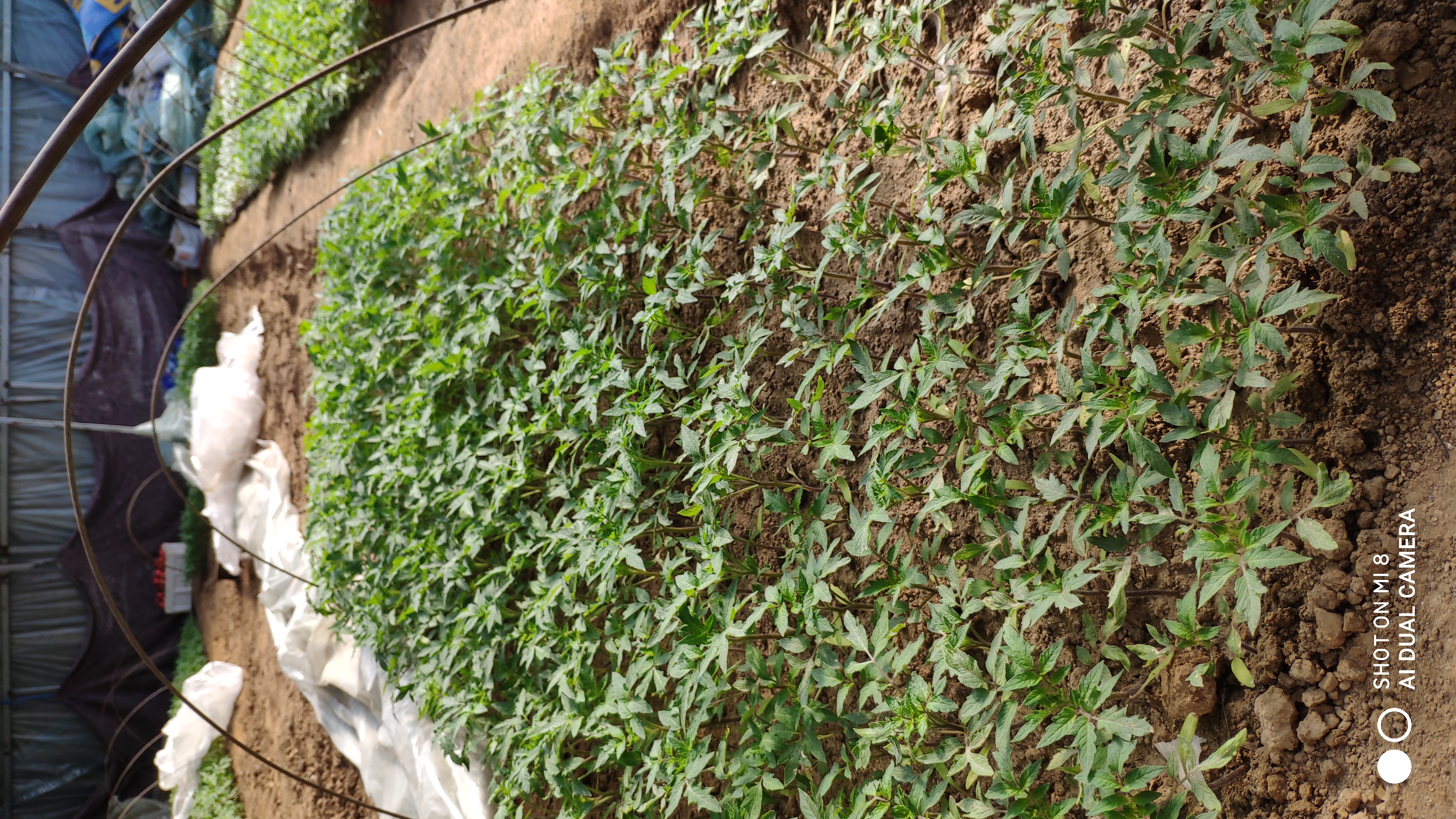 崂山水畔菜蔬鲜，黄石洞中书韵长