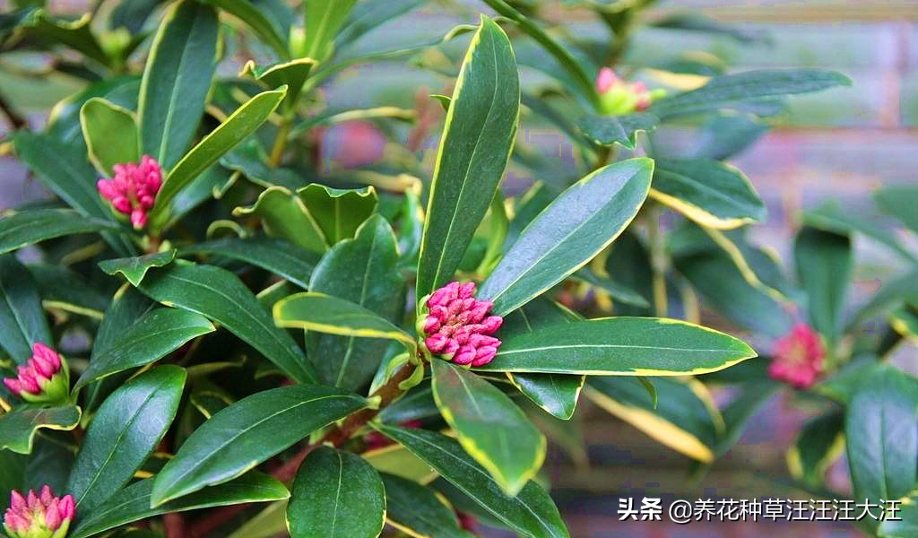 金边瑞香叶子干枯怎么剪枝,金边瑞香叶子耷拉怎么办呢