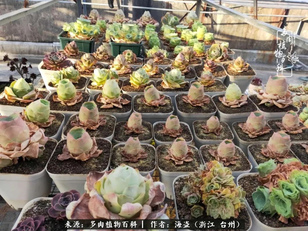 独爱玫瑰与法师！解密金老板和他的屋顶御花园