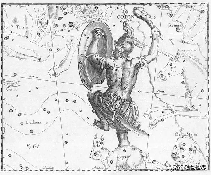 蝎子的全名叫什么,蝎子百科全书