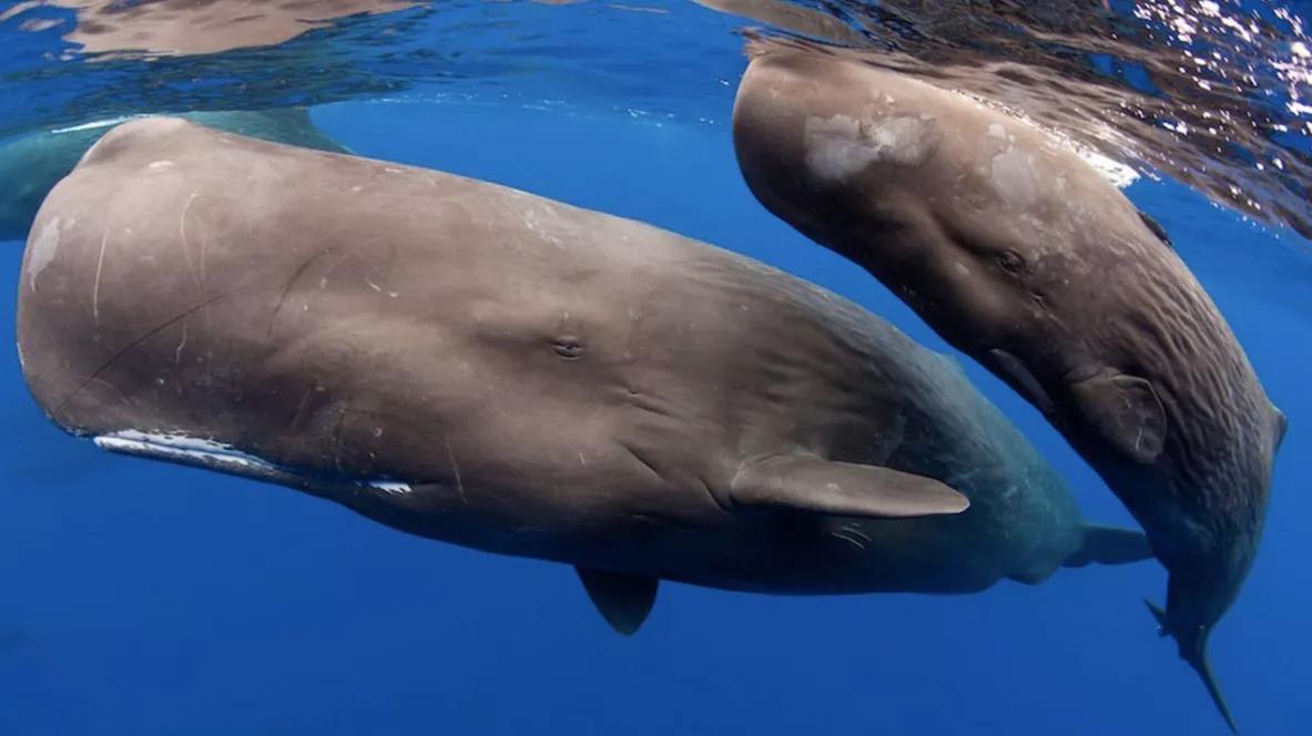 罕见的龙涎香,龙涎香能一直很香吗