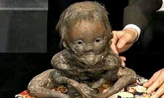 地球十大巨型未知生物,地球未知生物档案解密