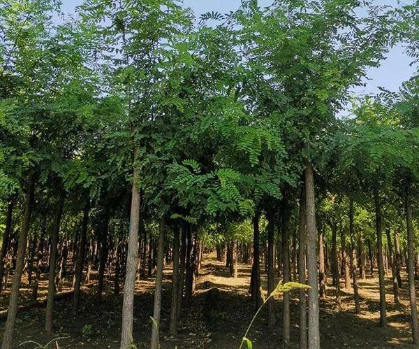 新土地管理法实施条例施行时间,土地管理法实施条例9月1日实施