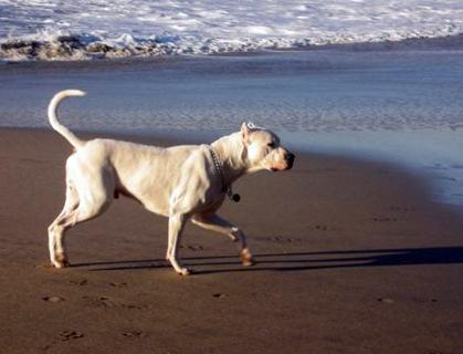 养杜高犬的5大危害你还敢养吗,养杜高犬犯法吗