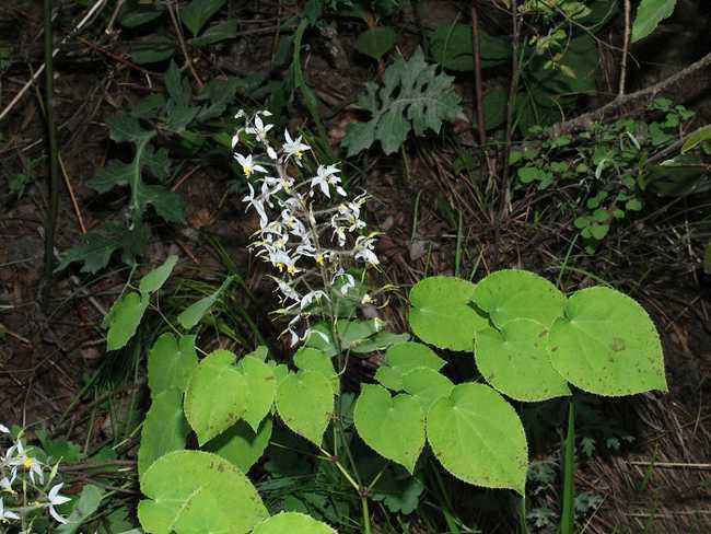 野生淫羊藿长得啥样图片,野草淫羊藿图片