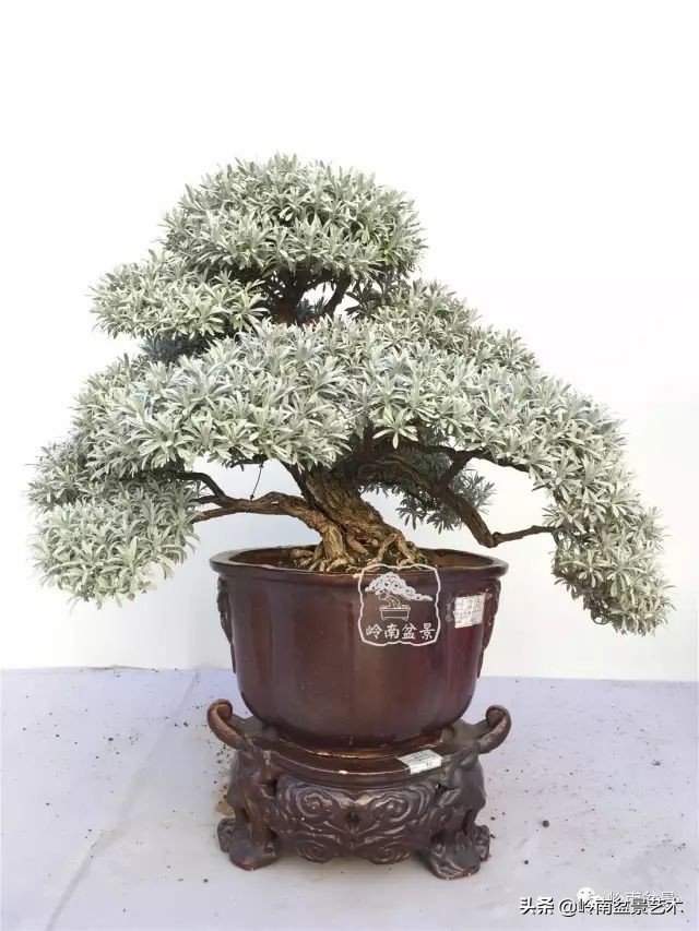 文人杂木盆景精品欣赏,可以做盆景的杂木图片大全