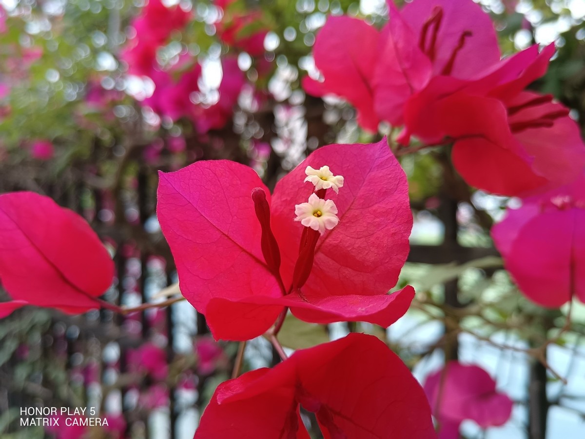 荣耀play5支持40w快充吗,荣耀play5体验