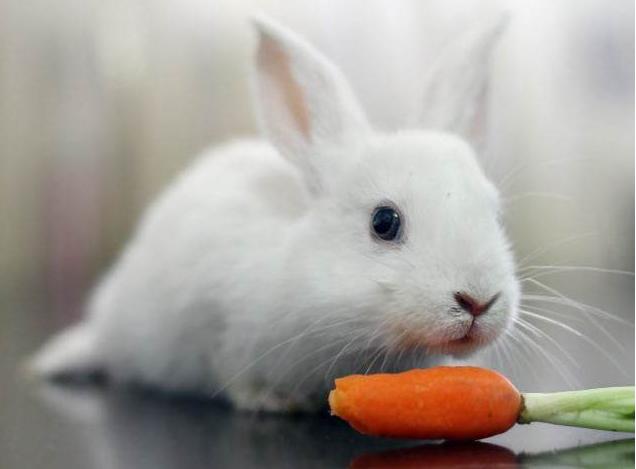 上大学宿舍适合养的小动物,适合独居女生养的小动物