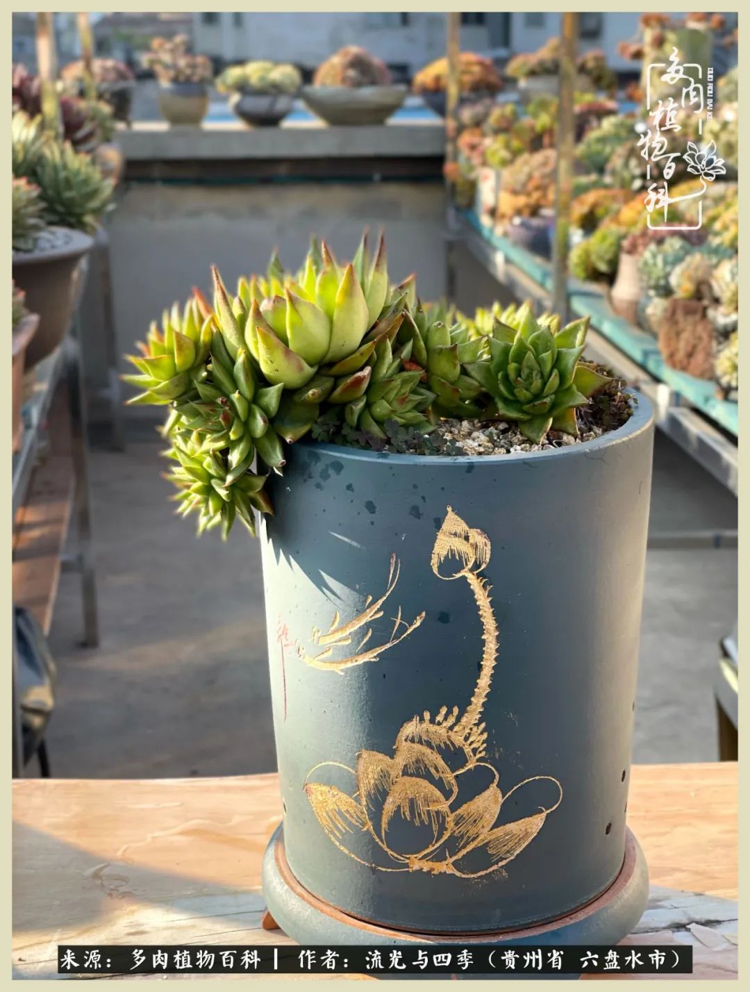 国庆假期你快乐吗?来,凉都美肉与你相伴一一小乌木的霸气东云