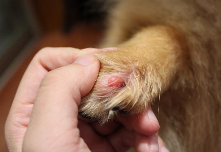 狗狗哪些部位不能摸,狗狗这几个部位不能随便洗