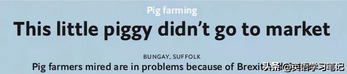 跟猪有关的英语句子,与猪有关的英文表达