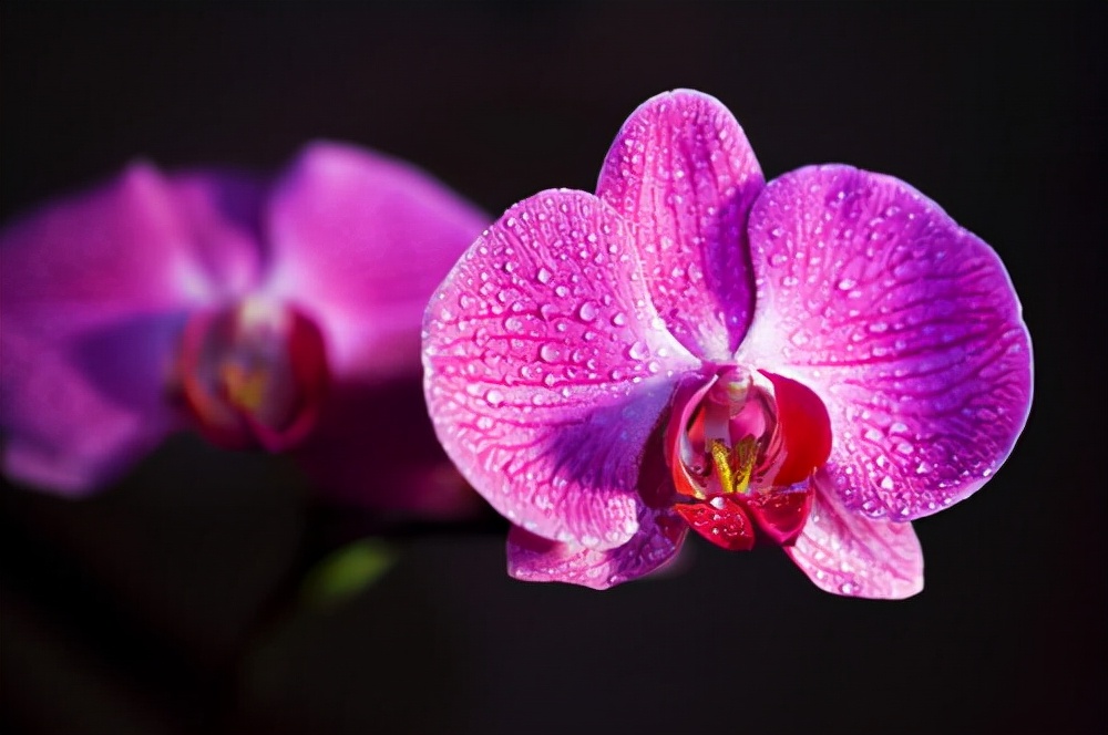 常见花卉养殖总汇,各种花卉植物养殖方法??