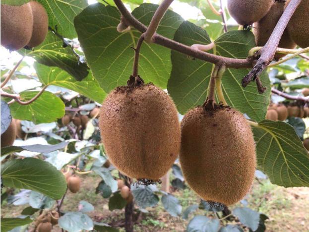 猕猴桃怎样快速催熟,猕猴桃如何快速催熟