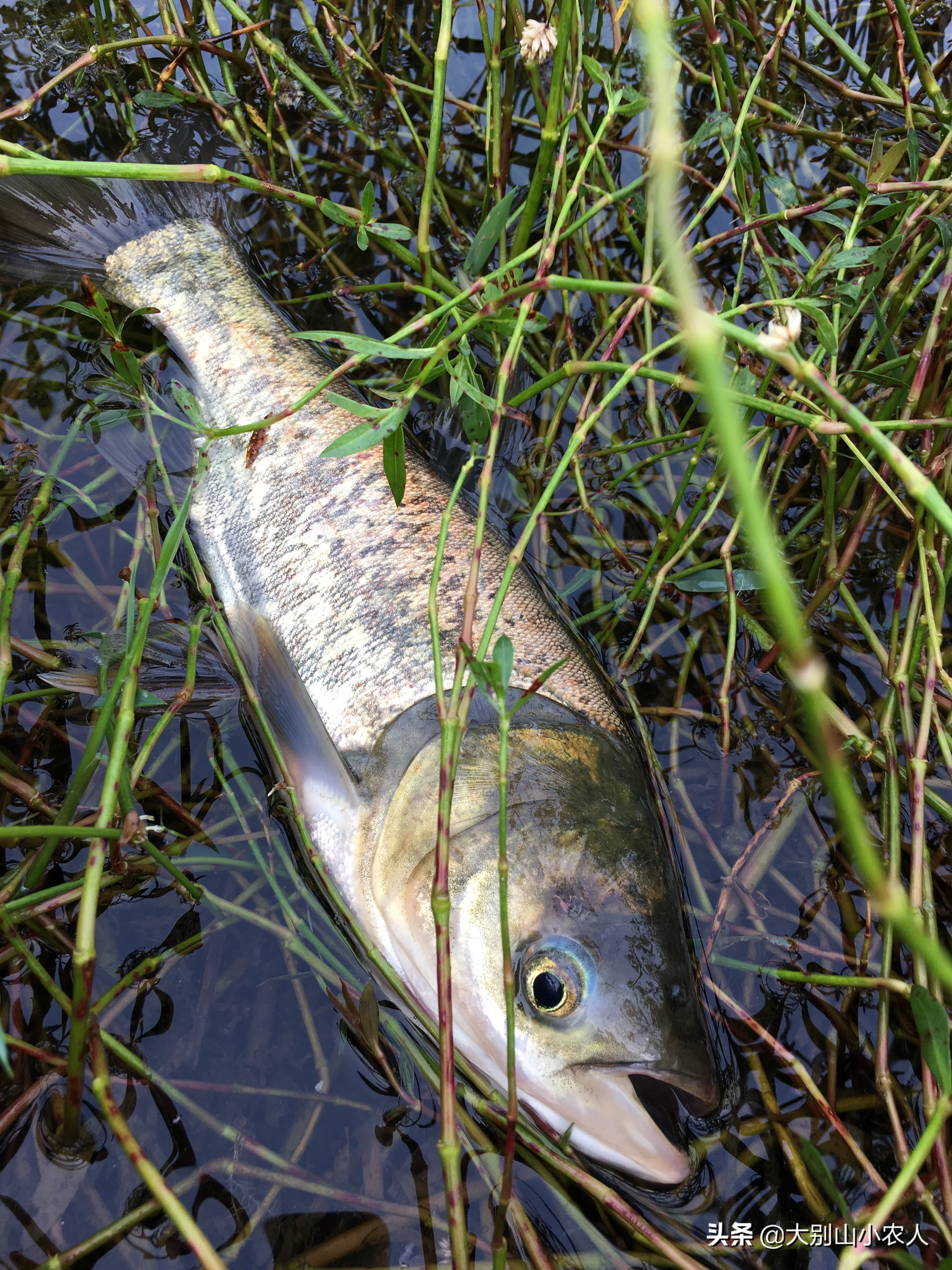 雨后水体浑浊适合钓鲢鳙吗,水体肥怎么钓鲢鳙