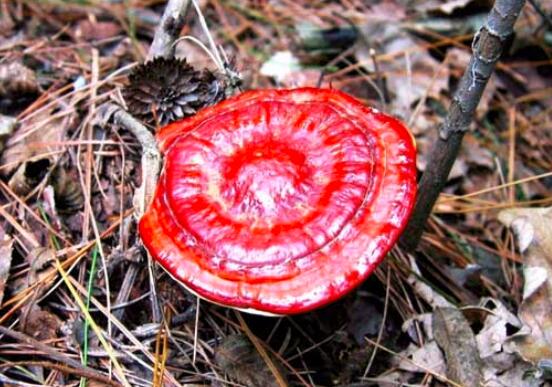 灵芝5大误区解读让你更懂灵芝,养生误区之灵芝孢子粉