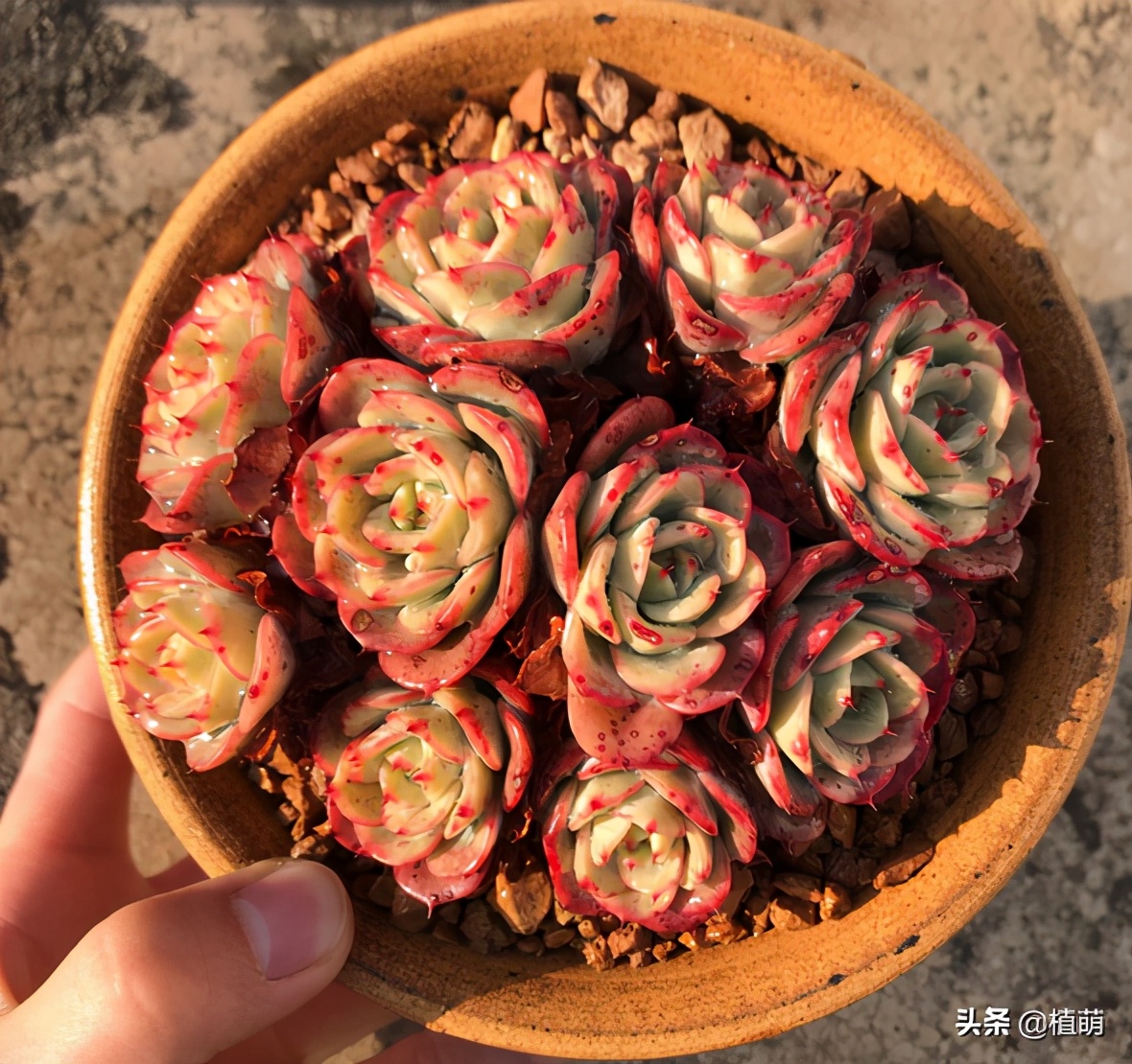 奶油黄桃容易爆棚吗,奶油黄桃好出状态吗