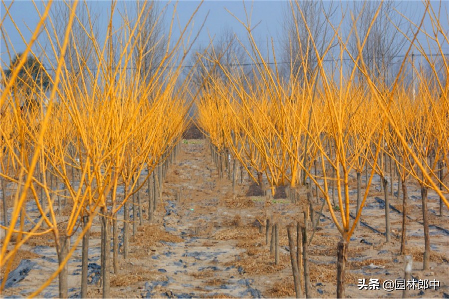 树苗弯曲方法,树苗弯曲怎么扶直