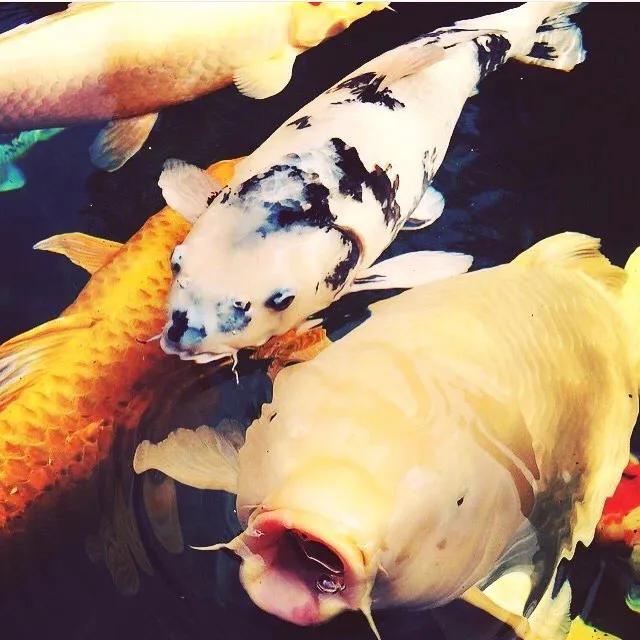 气温回暖锦鲤投喂饲料前准备工作,天气回暖开始肥水投喂饲料