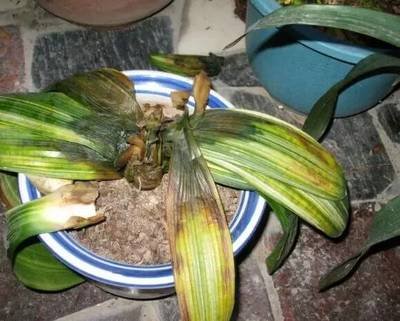 君子兰怎么养最好看看专家怎么说,最贵君子兰9999万图片