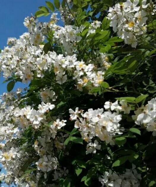 荼蘼不争春寂寞开最晩彭连熙图说十二月花神