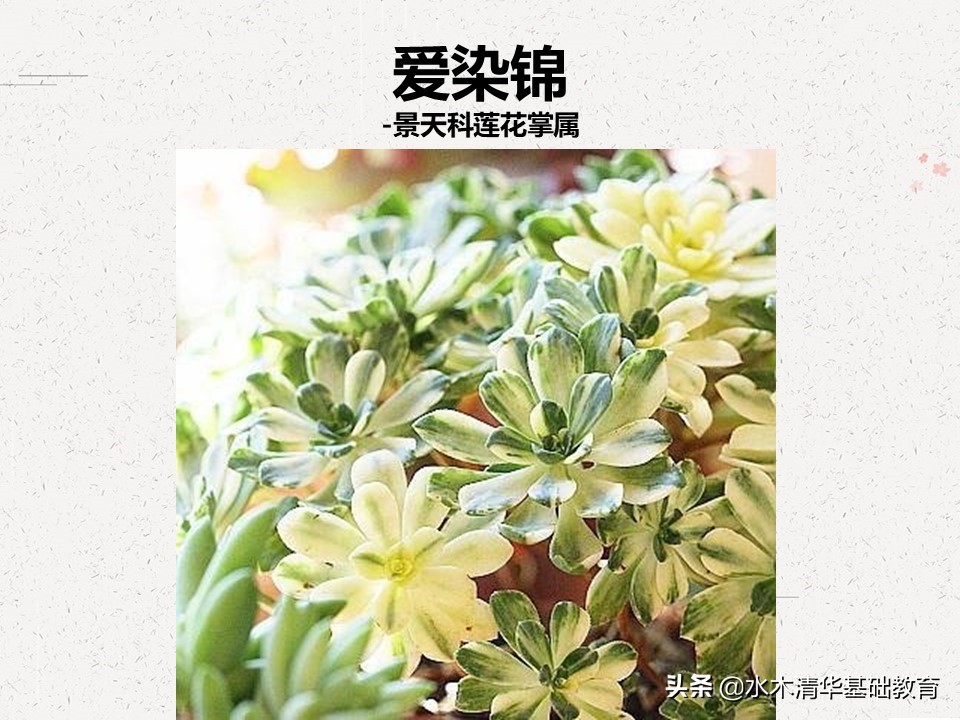 梦幻女王多肉植物百科图谱,原产地多肉植物图谱pdf