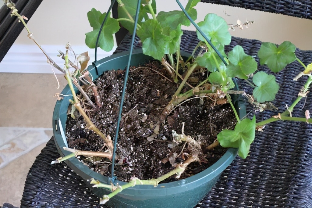 冬天天竺葵叶子发黄是什么原因,什么季节养天竺葵花最好