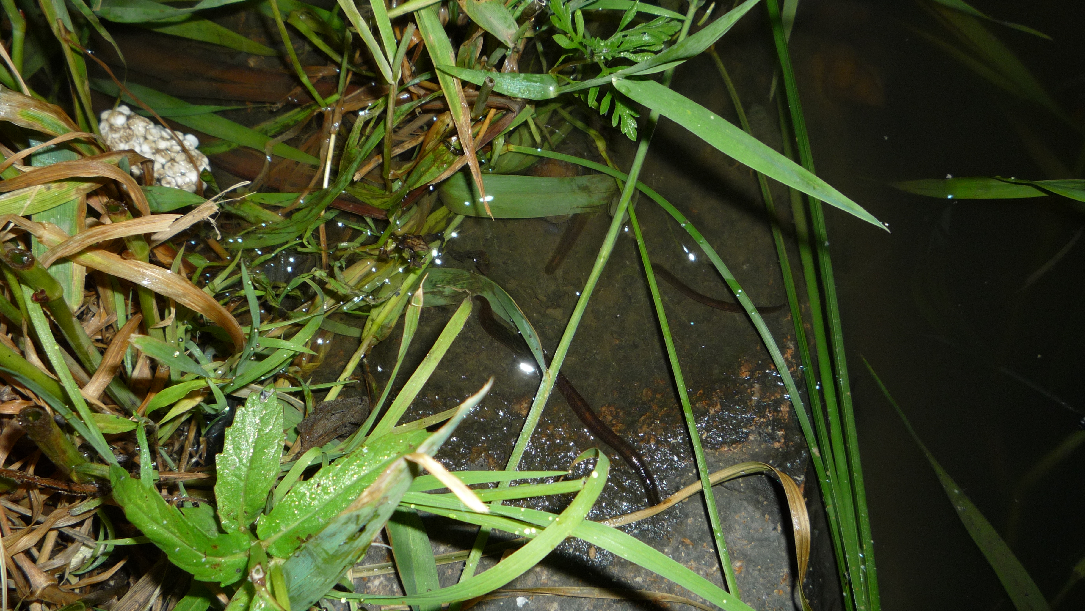 新手野钓用什么饵最好,深水野钓用饵技巧
