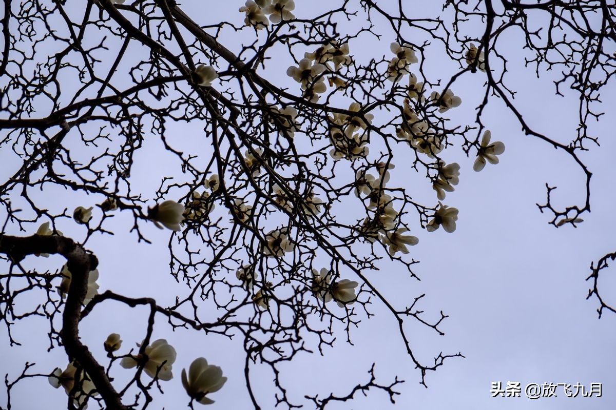 北京公园年卡哪个最划算,北京公园年卡100元能去几个公园