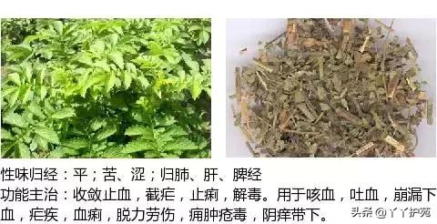 农村身边的中草药主治与功效,中草药全图谱与功效
