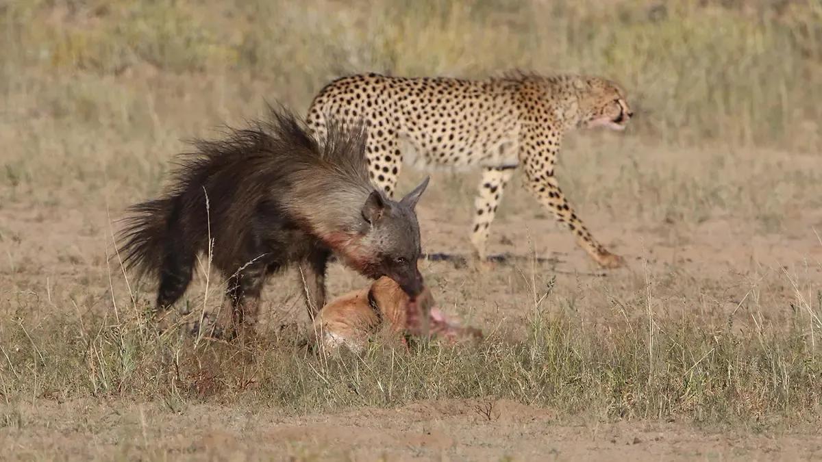 犬科代表非洲野犬，*攻围**狮子，掠夺豹子，暴打鬣狗，成为草原王者
