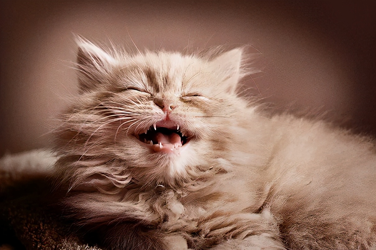 卡通猫咪微笑图片,微笑的猫咪表情包