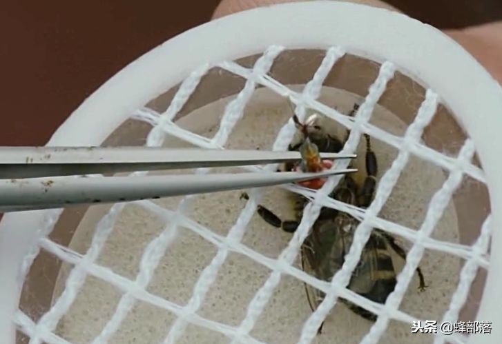 蜜蜂能背着飞的*踪器追**值多少钱？商家：最低44000元