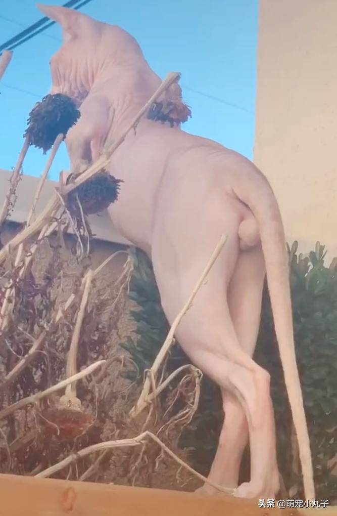 无毛猫趴在阳台看风景，性感身材一览无余，网友：好美的腿