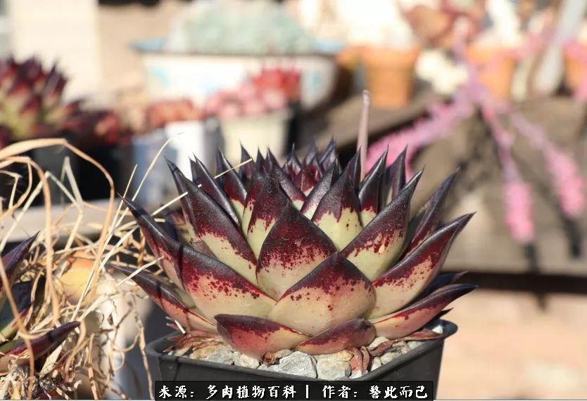 小警察的乌木：红与黑的霸气之美！