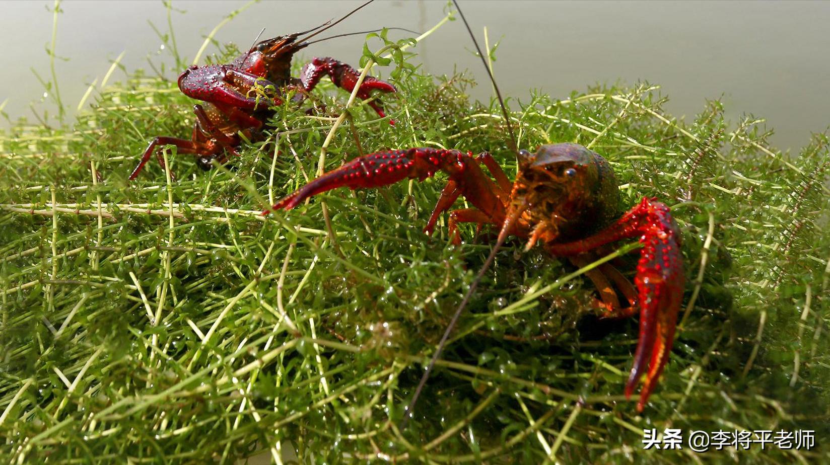 海关如何知道你带了活物入境？细数中国入侵生物中的英雄和耻辱们