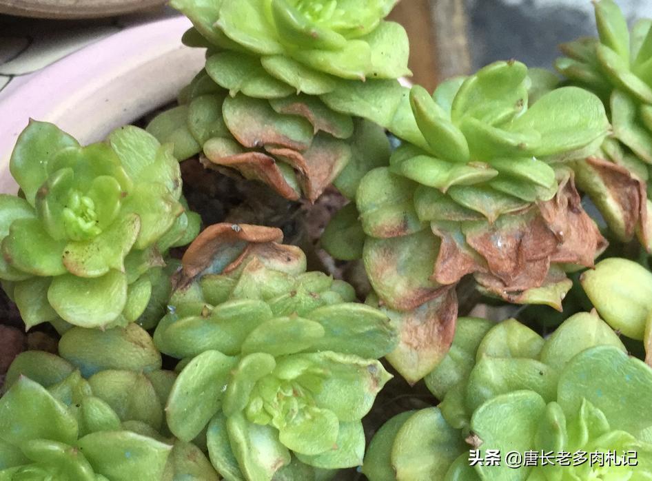 多肉乌木烂叶片怎么办,多肉移盆烂叶