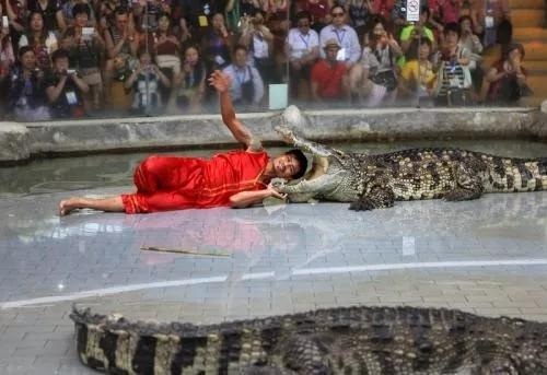 瀚阳水上世界鳄鱼表演,鳄鱼谷鳄鱼表演