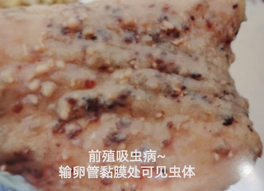 鸡常见的体外寄生虫病有哪些,鸡寄生虫病防治方案