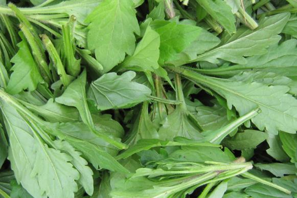 俗称苦了芽的野菜,苦菜又名油麦菜