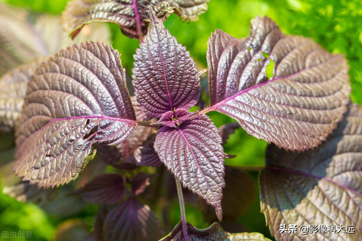 感冒的偏方与中成药,食疗治感冒的最好办法