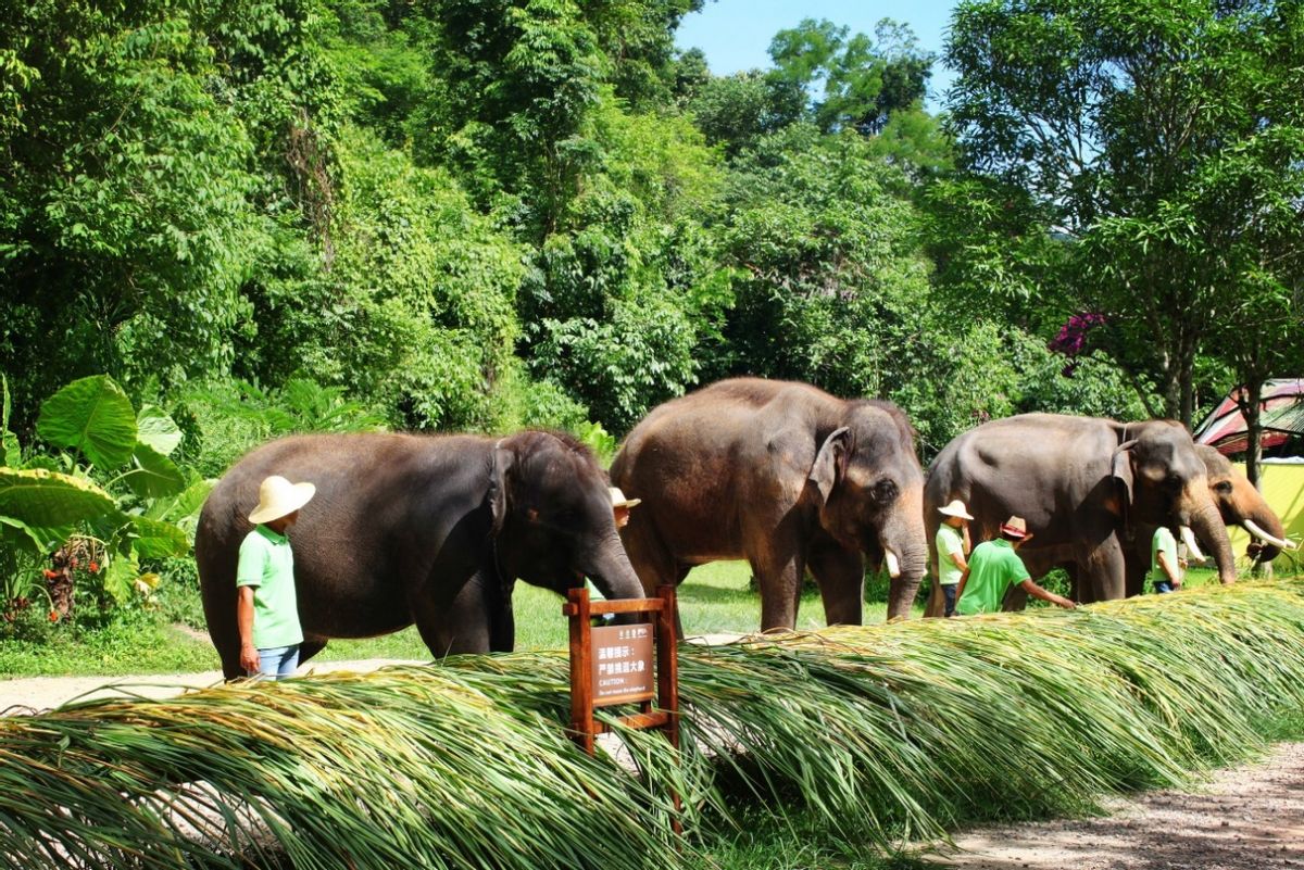 彩云之南西双版纳傣族,西双版纳风景彩云之南